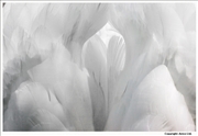 Mute-Swan-feathers-6